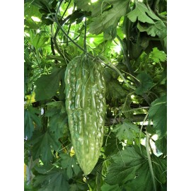 Fresh Bitter Melon 10 Seeds Package Fresh Harvested U.S. Seller