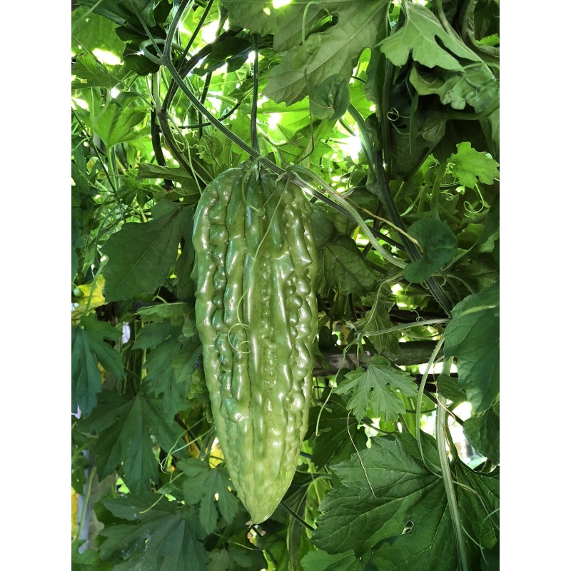 Fresh Bitter Melon 10 Seeds Package Fresh Harvested U.S. Seller