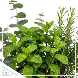 Live Aromatic and Healthy Herb Combo in Deco Cover - Breathe Better, Combo Includes Eucalpytus, Mint, and Rosemary, 12" Tall by 6" Wide in 1.25 Quart Pot