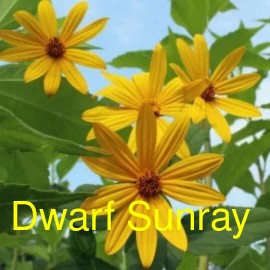 Yumheart Gardens Jerusalem Artichoke EARLY Dwarf Sunray Variety - Organic Sunchoke Sunroot - 5 Tubers