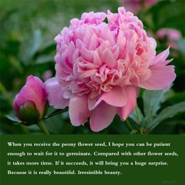 Garden Plants Seeds Cotton Candy Peony Mix 20+ Seeds Flowers Pack Easy Grow Planting for Outdoor Pink red White