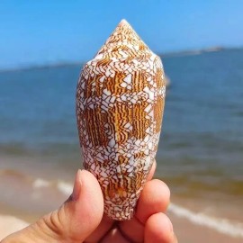 Large Conus Textile Cowrie Cone Natural Seashell Rare Real Beach Home 2.5-3"