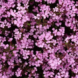 Everwilde Farms - 1000 Soapwort Wildflower Seeds - Gold Vault Jumbo Seed Packet