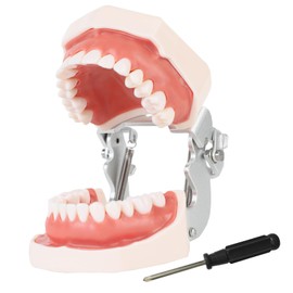 Dental Teaching Model with Training Teeth for Students and Professionals - Detachable Resin Teeth with Soft Gums, Dental Practice Tool with Screwdriver - Ideal for Dental Education, and Demonstrations