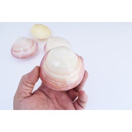 3 Polished Tiger Clam Pair Shells Seashell 3-4" (80-100mm) Coastal Crafts Decor