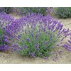 Findlavender Lavender Live Plant Royal Velvet Herb 3.5" Size Pot