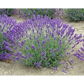 Findlavender Lavender Live Plant Royal Velvet Herb 3.5" Size Pot - 8