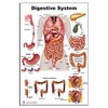 Blue Tree Publishing Anatomy of the Digestive System and Colon
