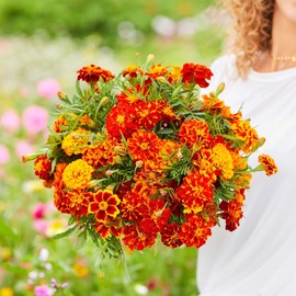 Eden Brothers French Marigold Seeds - Bonita Mix