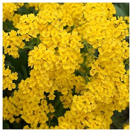 Everwilde Farms - 1 Oz Basket of Gold Wildflower Seeds - Gold Vault