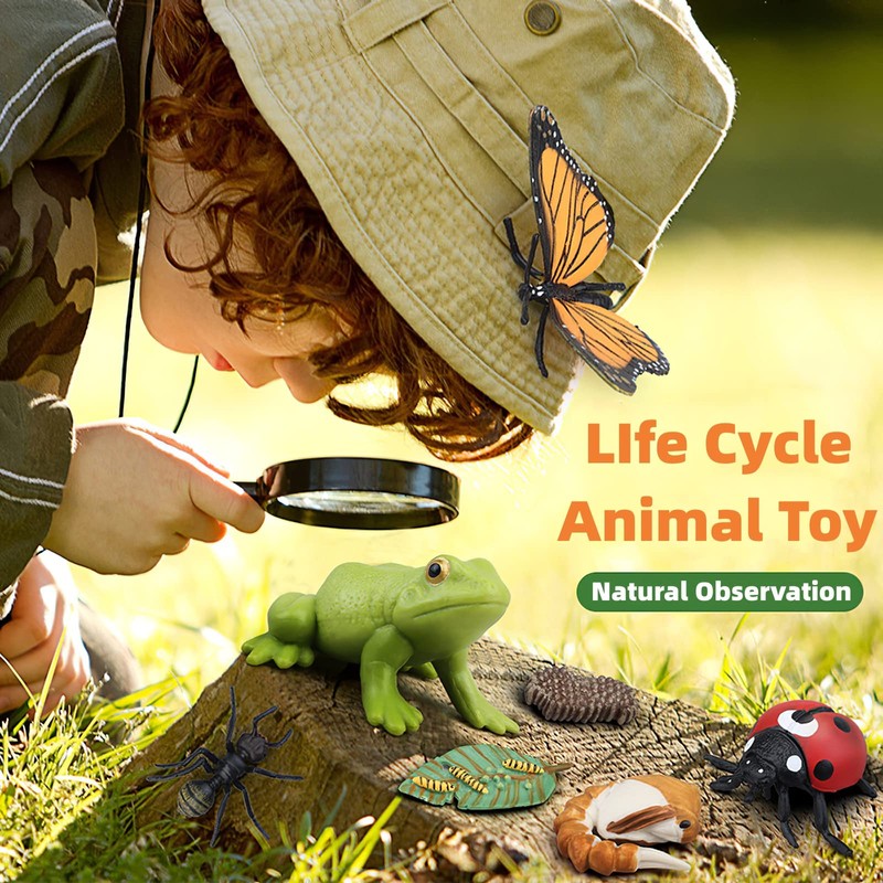 Montessori Frog Life Cycle Flash Cards, Plastic Insects Tadpole to