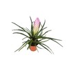 Tillandsia Cyanea Kokedama (Pink Quill) - 4'' from California Tropicals
