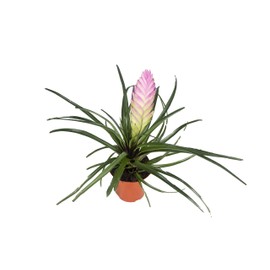 Tillandsia Cyanea Kokedama (Pink Quill) - 4'' from California Tropicals