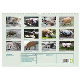 Tierische Schweinerei (Wandkalender 2025 DIN A3 quer), CALVENDO Monatskalender: Schweine findet man als Haustiere - aber auch als Wildtiere.