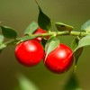 Pure Original Ingredients Butcher's Broom (365 Capsules), No Magnesium or