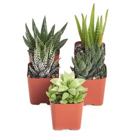 Shop Succulents | Alluring Collection of Live, Hand Selected Variety Pack of Mini 5 Different Aloe Plants in 2" Grower Pots, Easy to Grow and Hard to Kill