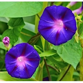 Morning Glory Grandpa OTT Nice Garden Flower by Seed Kingdom (1,500 Seeds)
