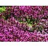 Creeping Thyme Seeds - Thymus Serpyllum- Perennial Ground Cover-1000 Seeds