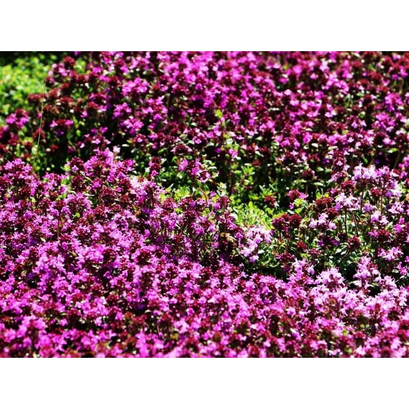 Creeping Thyme Seeds - Thymus Serpyllum- Perennial Ground Cover-1000 Seeds