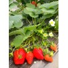 Strawberry Seeds for Home Garden Decor - 300 Pcs