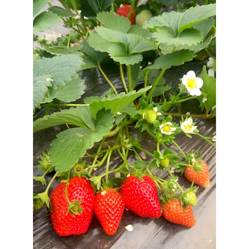 Strawberry Seeds for Home Garden Decor - 300 Pcs