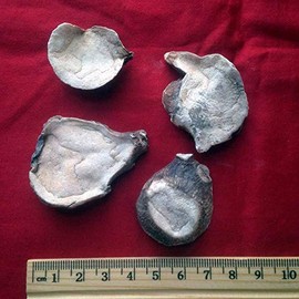 XYP Fuzi Fu Zi Radix Aconiti Lateralis Common Monkshood Daughter Root éå­ 100gram