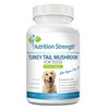 Turkey Tail Mushroom for Dogs to Support a Strong Immune