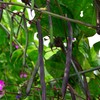 Purple Podded Pole Bean - 25 Seeds