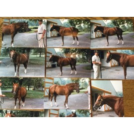 Secretariat At Claiborne Farm August 1987 11 Fan Photo’s