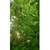 Tree FRESH TEXAS EBONY TREE SEEDS - 20 SEEDS (026)