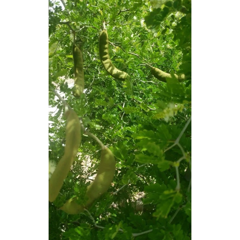 Tree FRESH TEXAS EBONY TREE SEEDS - 20 SEEDS (026)