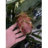 ORGANICO One Vietnamese read DRAGON FRUIT CUTTING 8- 12 Inches