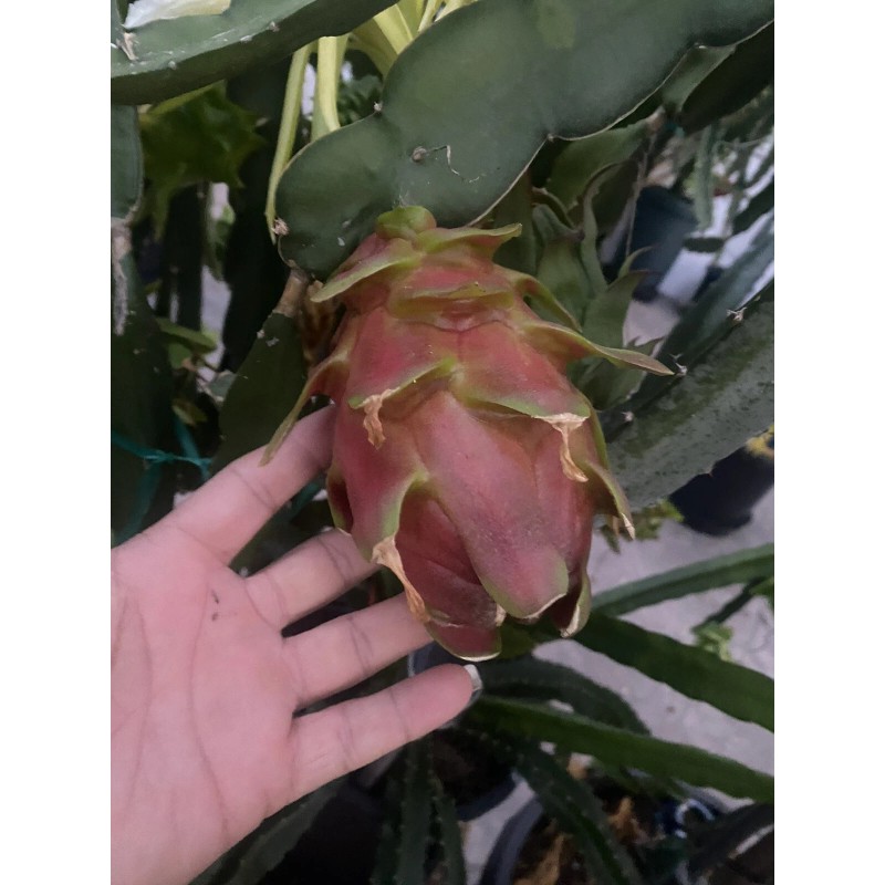 ORGANICO One Vietnamese read DRAGON FRUIT CUTTING 8- 12 Inches