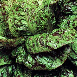 Organic Freckles Lettuce Seed - 500 mg ~300 Seeds - Romaine - Heirloom, Organic, Open Pollinated, Non-GMO, Farm & Vegetable Gardening Seeds
