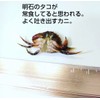 Tsubay Light Game WORM AZW-M M004# Brown/Red Glitter Azurro Crab
