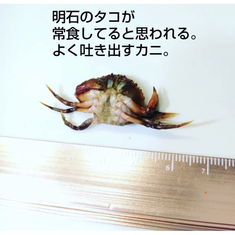 Tsubay Light Game WORM AZW-M M004# Brown/Red Glitter Azurro Crab