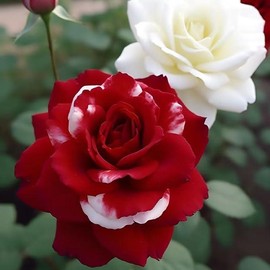 200pcs Rare Twin Red White Rose Flower Seeds for Planting - Captivating Garden Blooms Non GMO Heirloom Garden - Planting Instructions for Easy Grow