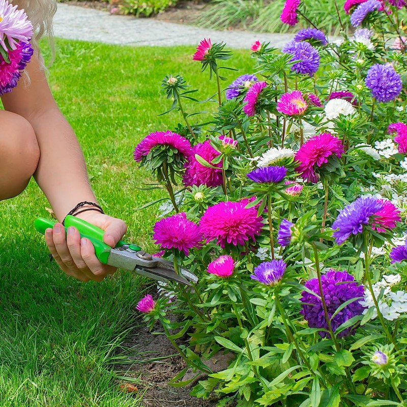 The Old Farmer's Almanac Aster Seeds (Powderpuff Mix) - Approx