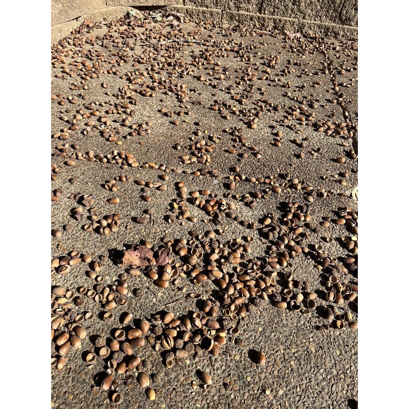 Unbranded Real Acorns