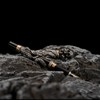 Jinhao Black Snake Fountain Pen Bent Nib Fude Pen with