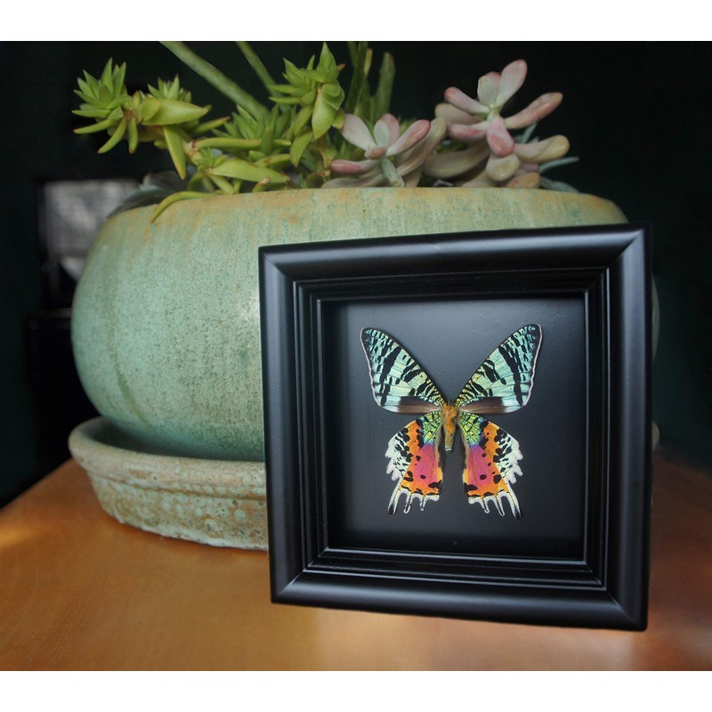 Real Framed Sunset Moth Display Shadow Box
