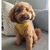 Bunty Dog Harness X-Small Dog - Lightweight Durable Design, Breathable