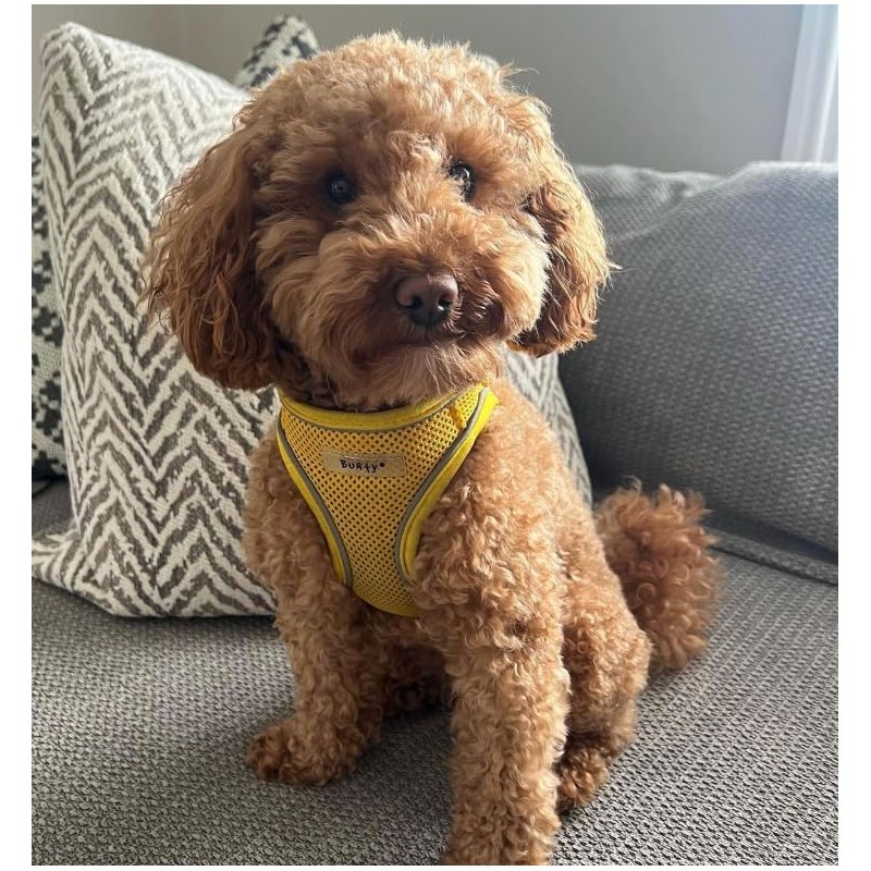 Bunty Dog Harness X-Small Dog - Lightweight Durable Design, Breathable