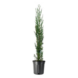Italian Cypress | 2 Large Gallon Size Trees | Cupressus sempervirens | Narrow Evergreen Plants | Tall Privacy Landscaping | Upright Ornamental Outdoor Plant