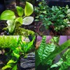 Mainam 2 Different Anubias Nana Java Fern Tropical Freshwater Live