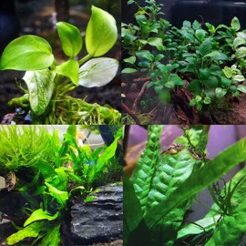 Mainam 2 Different Anubias Nana Java Fern Tropical Freshwater Live Aquarium Plant Decorations 3 Days BUY2GET1FREE