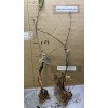Live Plant Scarlet Surprise (Bill's Red Flesh) grafted, roots wrapped