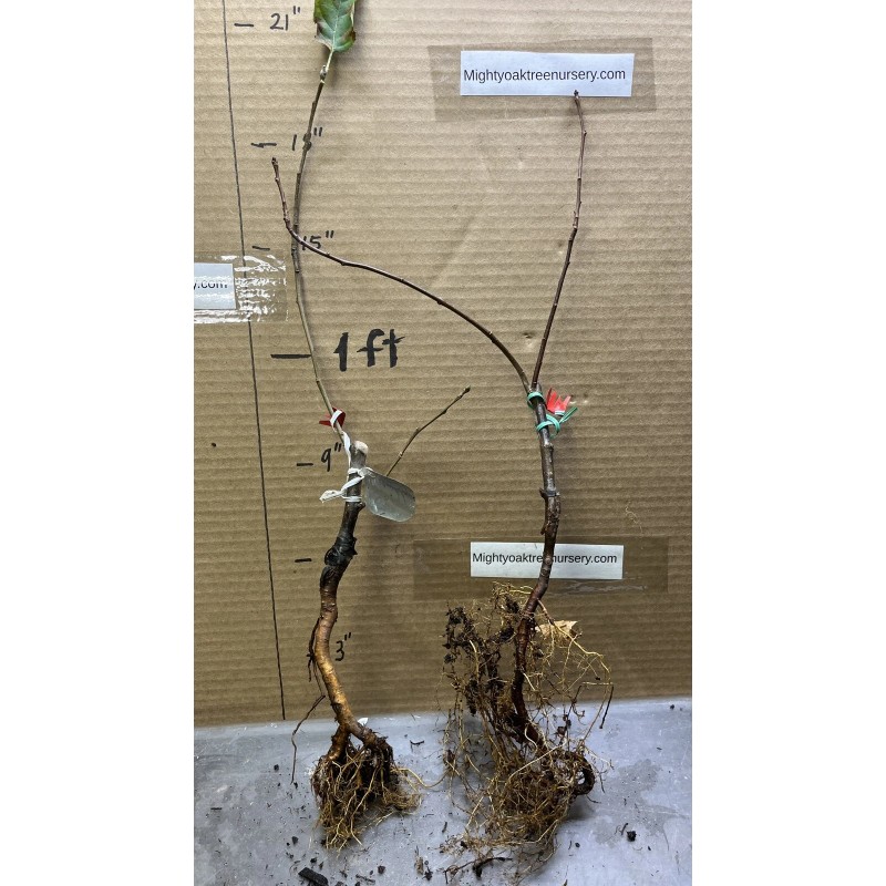 Live Plant Scarlet Surprise (Bill's Red Flesh) grafted, roots wrapped