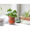 D'vine Dev 4 Inch Design Self Watering Pot for Indoor