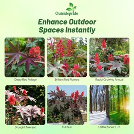 Outsidepride Bright Red Castor Bean Seeds - 15 Pcs Annual Quick-Growing Tropical Flower Seeds for Planting Vibrant Foliage & Colorful Blooms for Eye-Catching Borders, Gardens & Landscapes